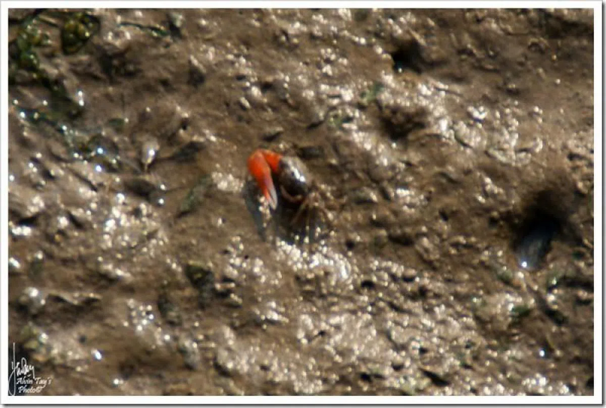  退潮时，可看到寄居蟹在海摊上行走。 （互联网） 