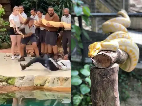 女游客被身后的巨型蟒蛇吓得连滚带爬逃离现场。（侯佩瑜制图）