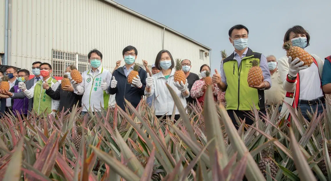 北京禁止台湾凤梨入口，引起台湾官民大动员抢救台湾凤梨。（蔡英文面簿）