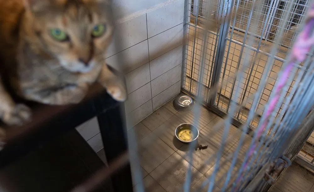 当局检查ALL场地时，发现地板和水碗都有动物的排泄物未及时清理，一些生病或受伤的动物也没有及时得到救治。