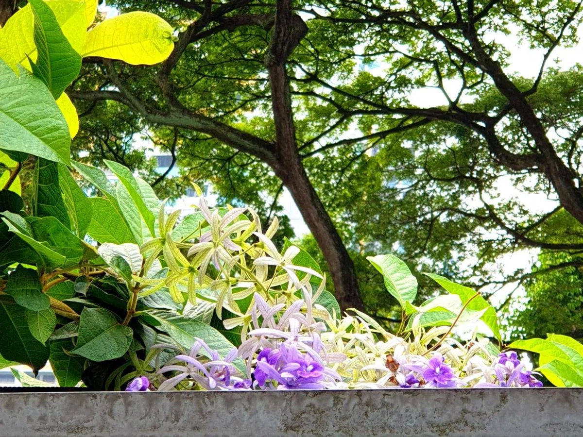  在宏茂桥可以看到盛开中的兰花藤。（国家公园局） 