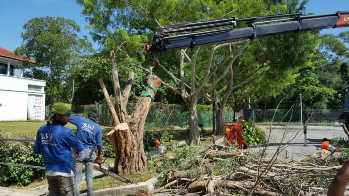  当局勤于植树，但也勤于修剪。（BSG园艺公司） 