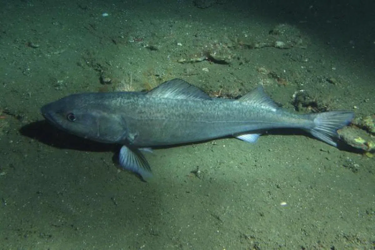 银鳕鱼/黑貂鱼（sablefish）。（美国国家海洋和大气管理局）
