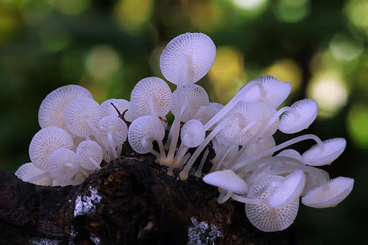  这些成堆小巧的菇类会在夜间发出幽幽的荧光。（Bugsandinsects）  