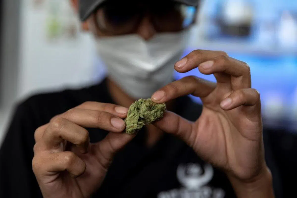 许多医学研究都证明了大麻会对人体造成危害。（路透社）
