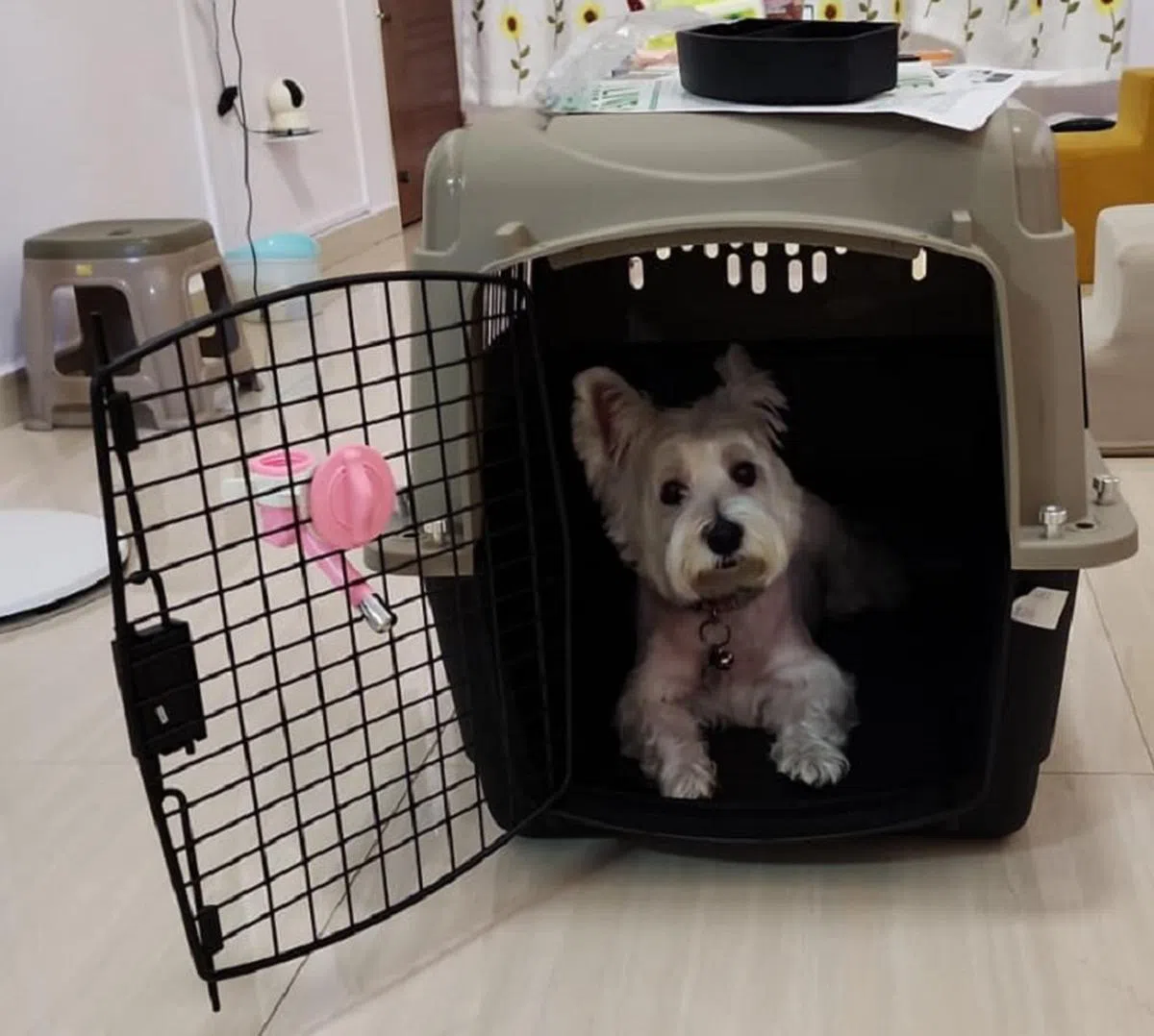 狗狗在家里进行特训。（张爱丽提供）