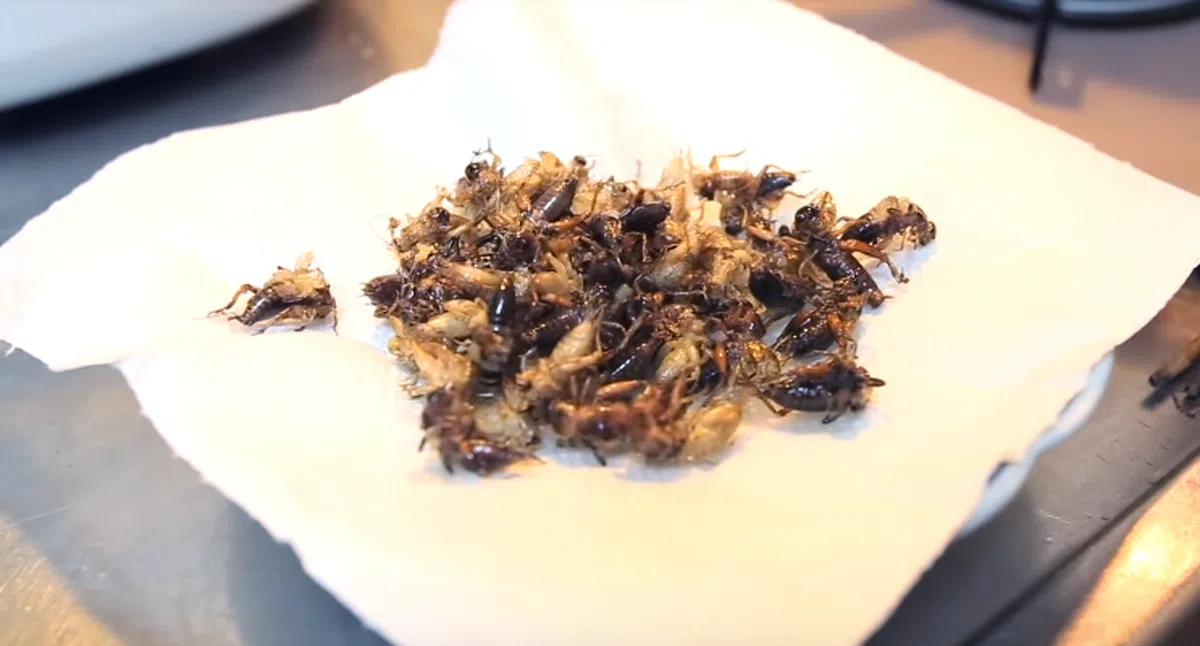  酥酥脆脆的炸蟋蟀。（ASIAN BOSS影片截屏） 