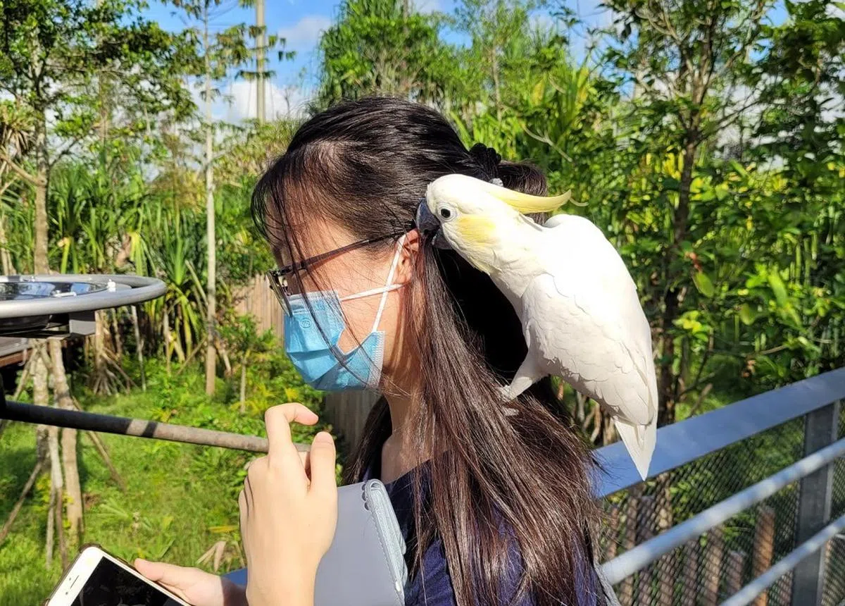 白色鹦鹉突然飞到13岁女生的肩膀上，猛啄她的左耳。（陈玲丽脸书）
