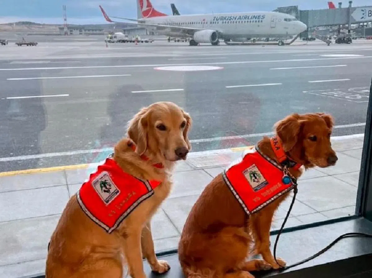 两只泰国搜救犬巾帼不让须眉。（互联网）