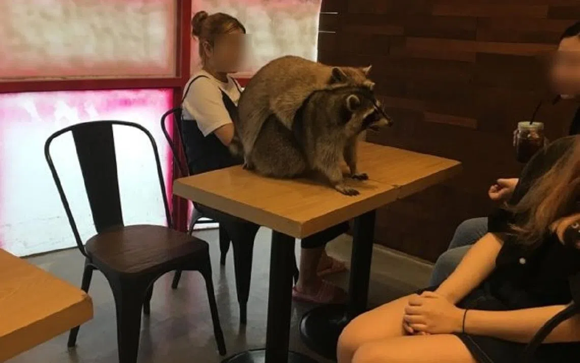 韩国宠物咖啡馆是从2010年代开始流行起来。（韩国时报）