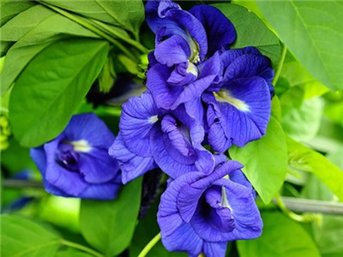  蝶豆花。（互联网） 