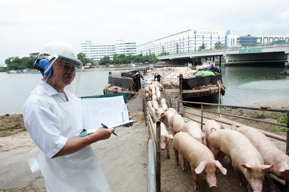2023年4月，印尼布兰岛活猪因为查出非洲猪瘟病毒，被全面禁止出口。