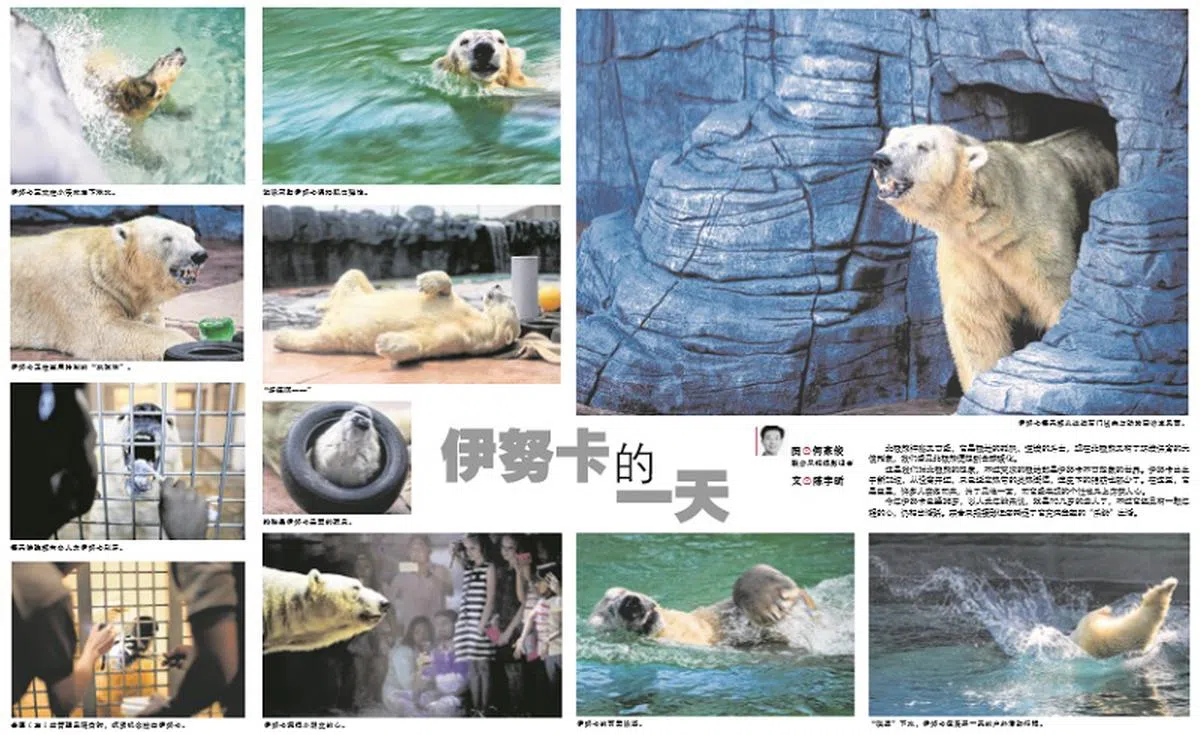  《联合早报》3月5日为伊努卡制作了一个图片报道，阐述它一天的生活。（联合早报） 