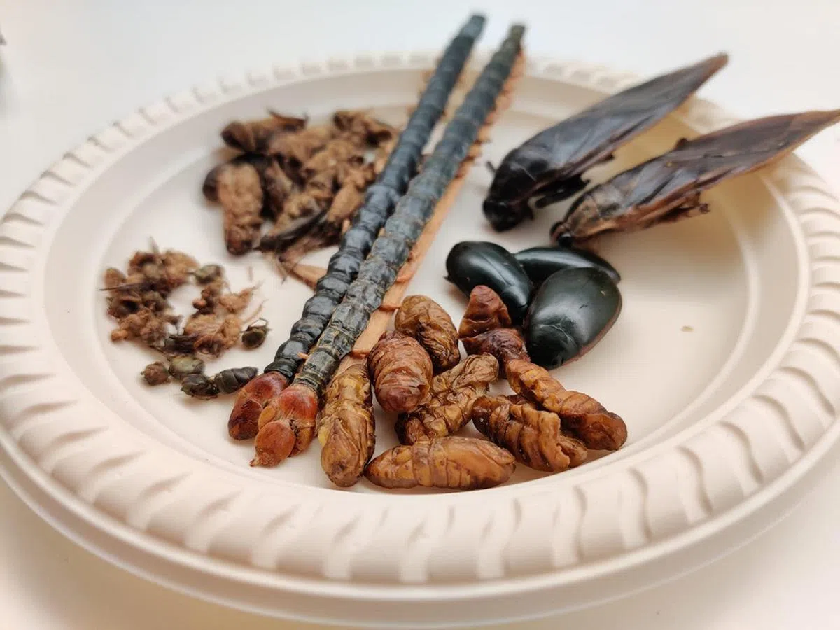 昆虫拼盘，请慢用！（新明日报）