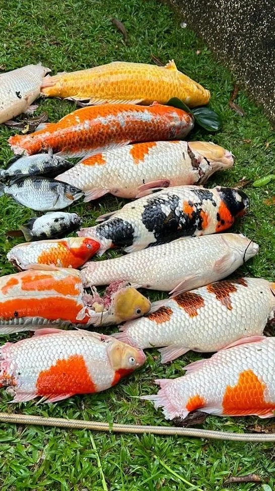 惨遭水獭毒手的可怜鱼儿。