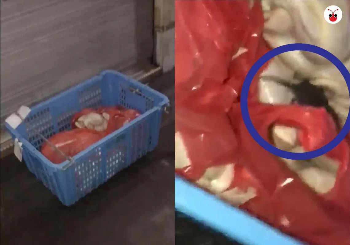 路人发现摆在咖啡店外的生鸡里有一只老鼠在偷吃。（曾庆祥制图）