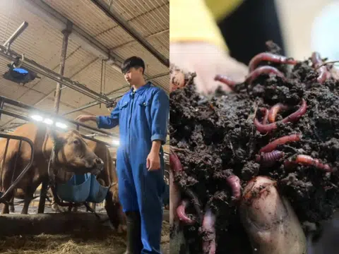 左图为21岁的新加坡人Zong En在冰岛农场照顾奶牛。右图为秘鲁农场的土壤。（pompomyeo的TikTok/WWOOF网站）