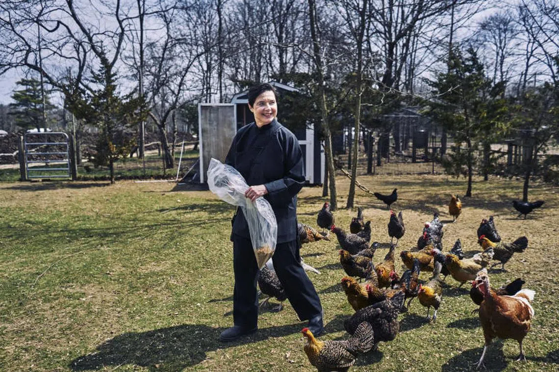 《纽约时报》记者今年春天拜访伊莎贝拉，目睹她亲力亲为，用手一次次抓起干虫饲料喂养火鸡，身后还跟着100来只农场的走地鸡。（纽约时报）
