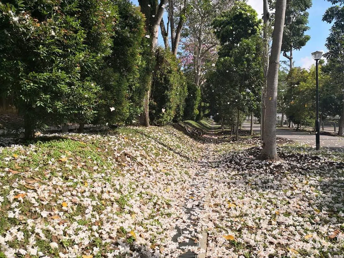  西部蔡厝港公园连道的风铃木。（温伟中摄） 