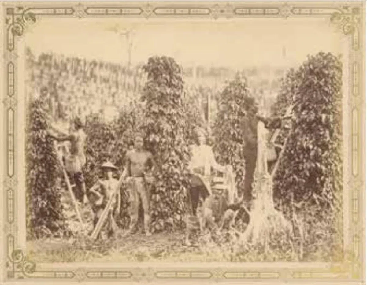 根据1855年市镇委员会的报告，当时的大巴窑共有15块地被开发成种植园，甘蜜树多达35万5000棵、胡椒藤多达3万8800棵以及2109棵豆蔻树（新加坡国家档案馆）