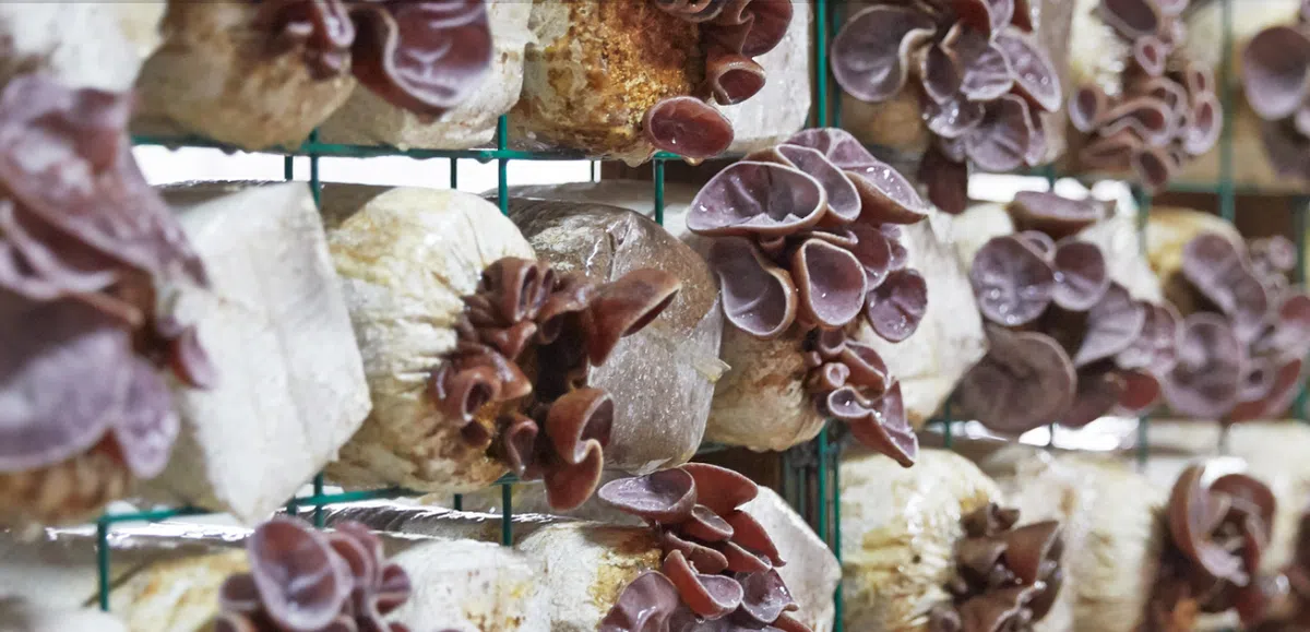  各式蘑菇。（金源官网） 