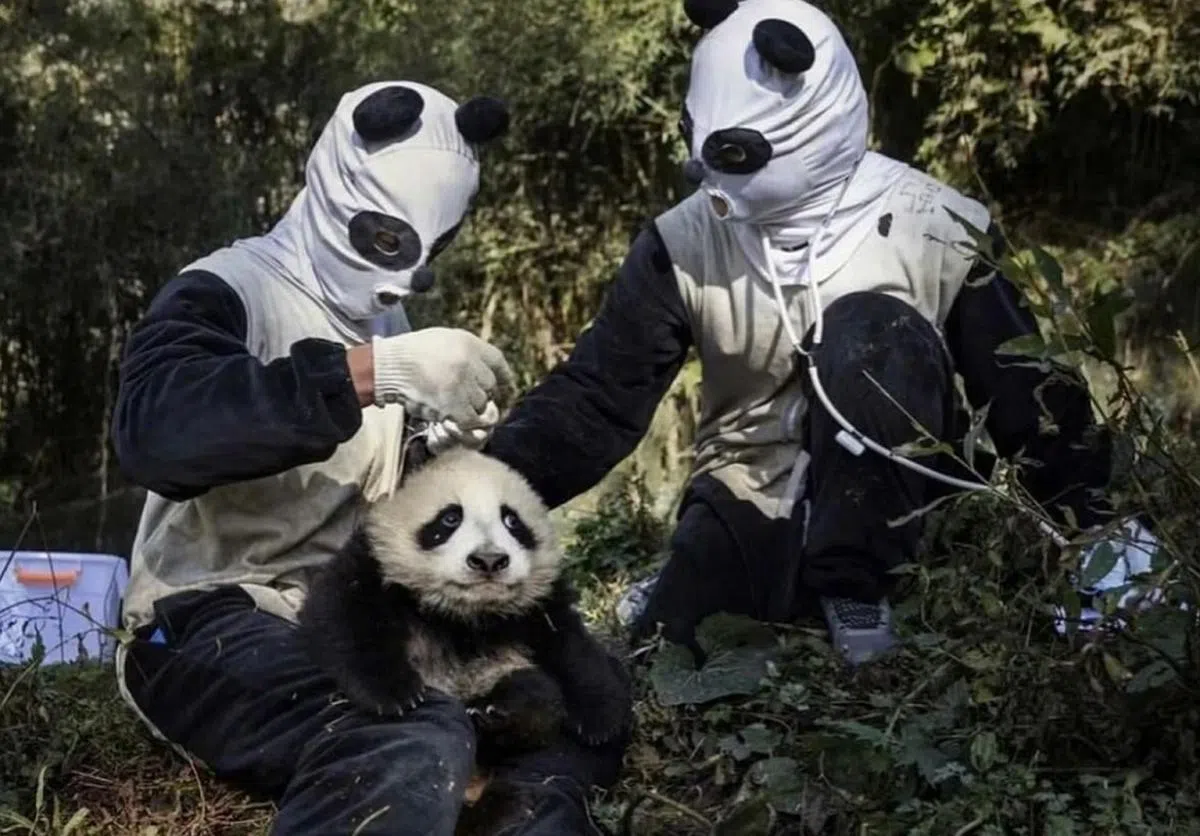 看得出哪个是真熊猫，哪个是假熊猫吧？（微博截图）