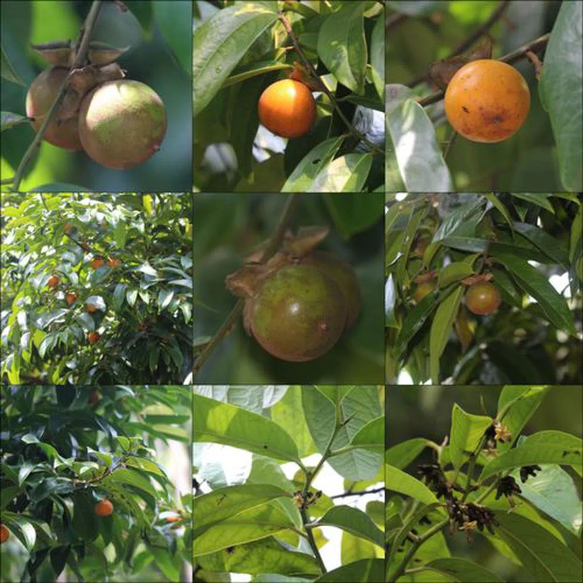  柿树（互联网） 