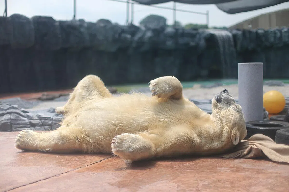  爱做日光浴的伊努卡。（联合早报） 