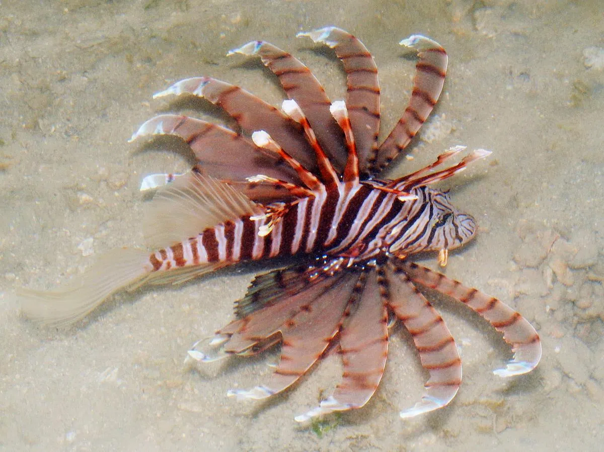  在韩都岛被镜头捕捉到的红白相间蓑鲉鱼（Lionfish），俗称“狮子鱼”。（互联网） 