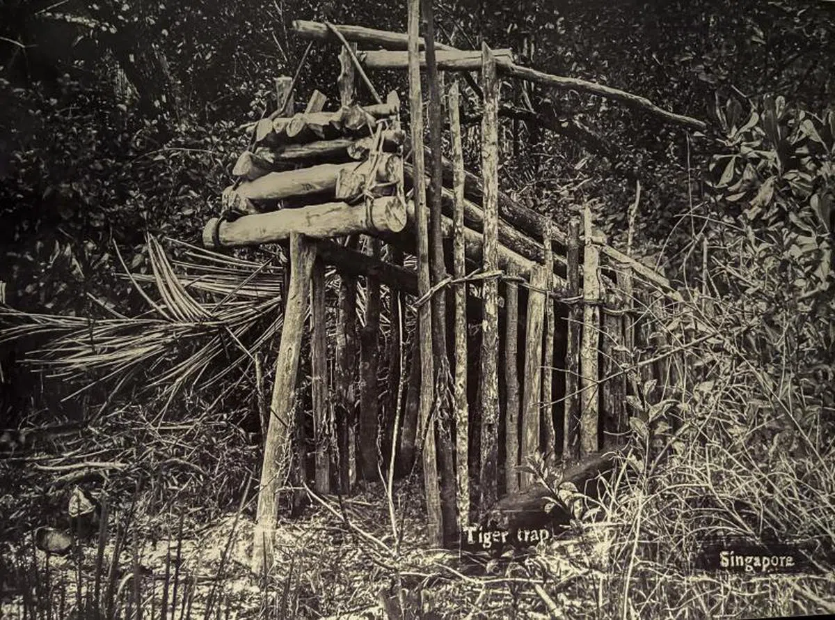 捕捉马来虎的陷阱。（许国丰面簿）
