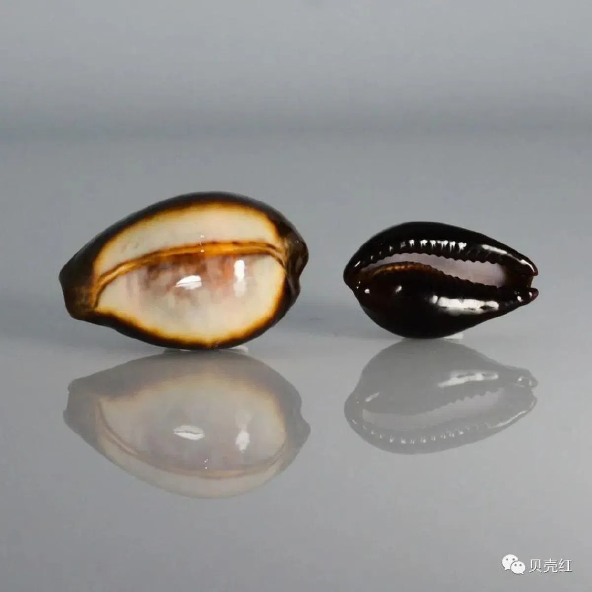 玛瑙拟枣贝。（互联网）
