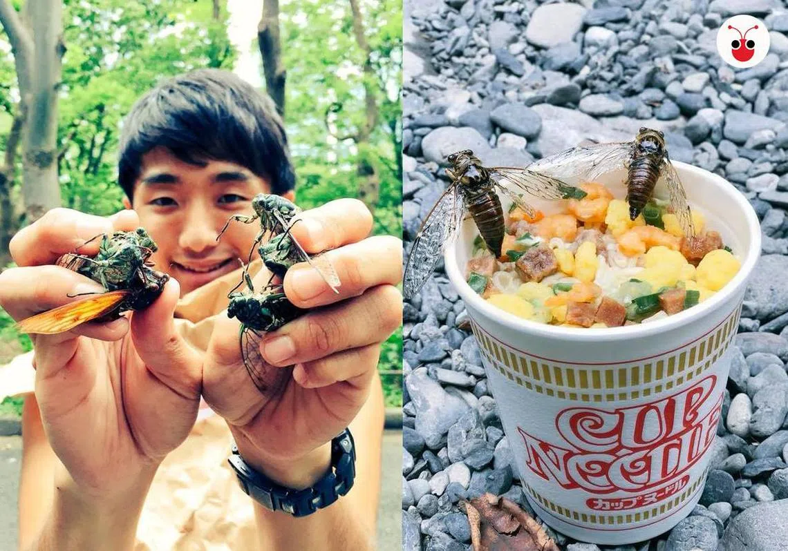 人虫都有相爱的权利。（苏羽葳制图）