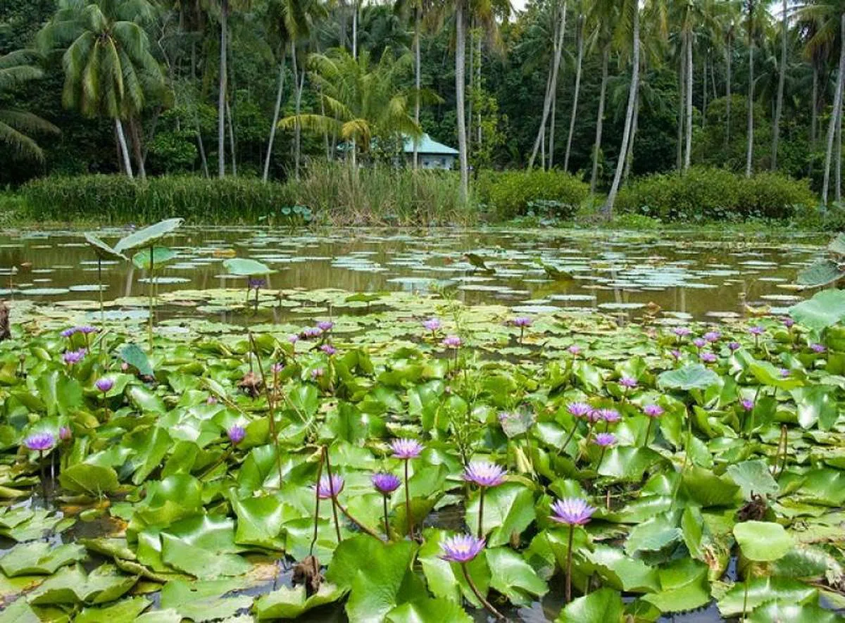  感官花园内的池塘。（互联网） 