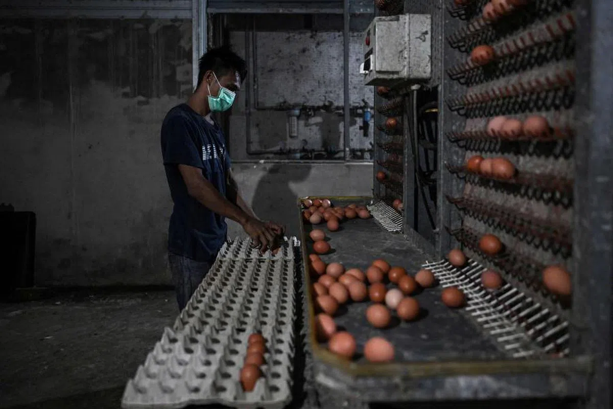 马国“蛋荒”已持续长达一年。（法新社）