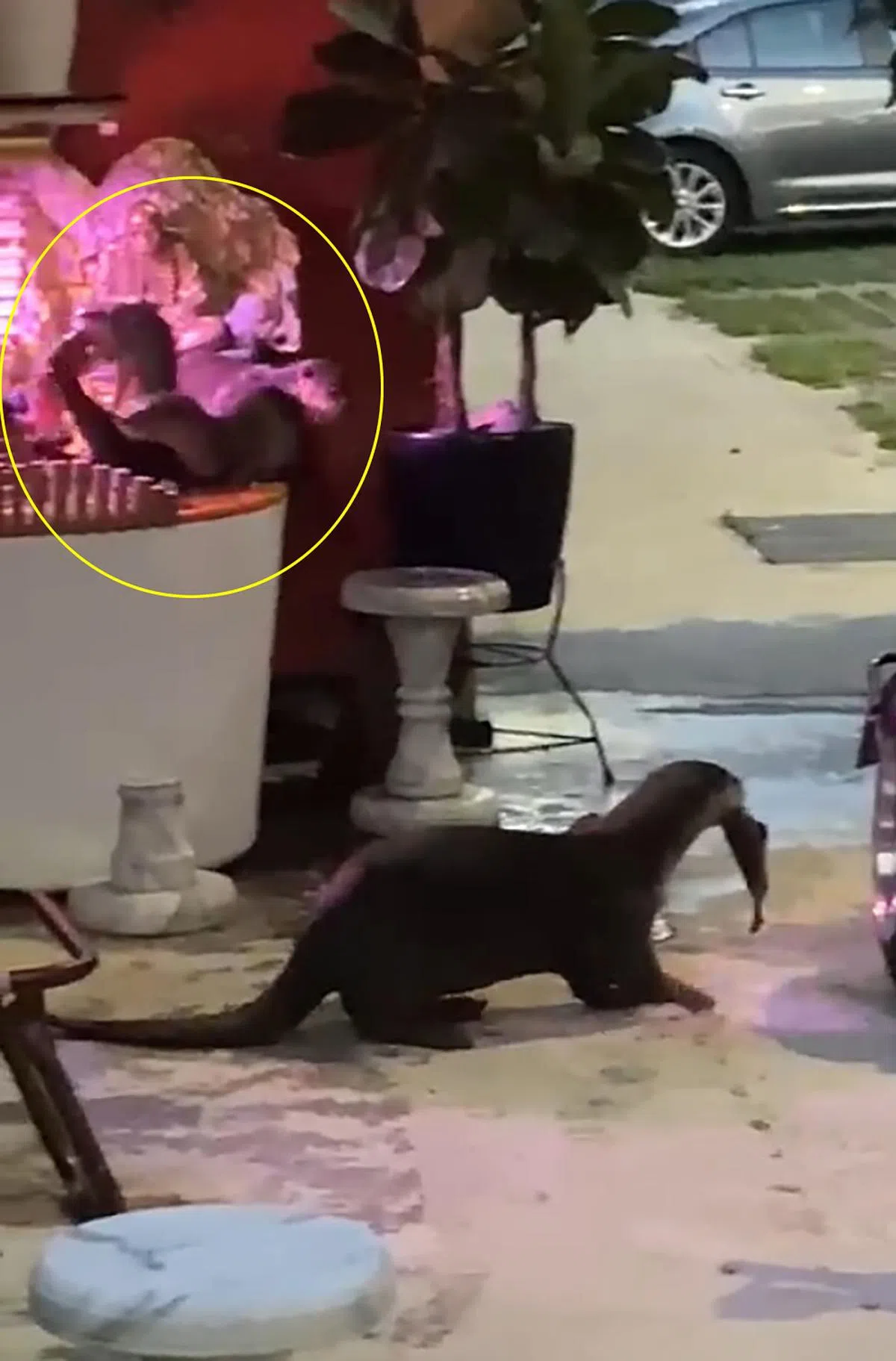 闯入武吉宝美组屋区吃掉居民鱼缸的七条鲤鱼的水獭。（新明日报）