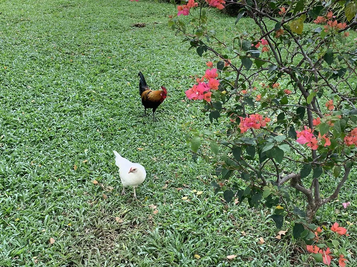 （红蚂蚁摄）