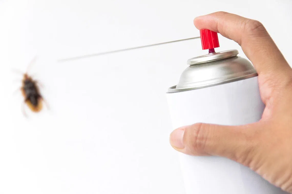 看到小强，多数人的反应都是：不是你死就是我亡！（ALAMY）