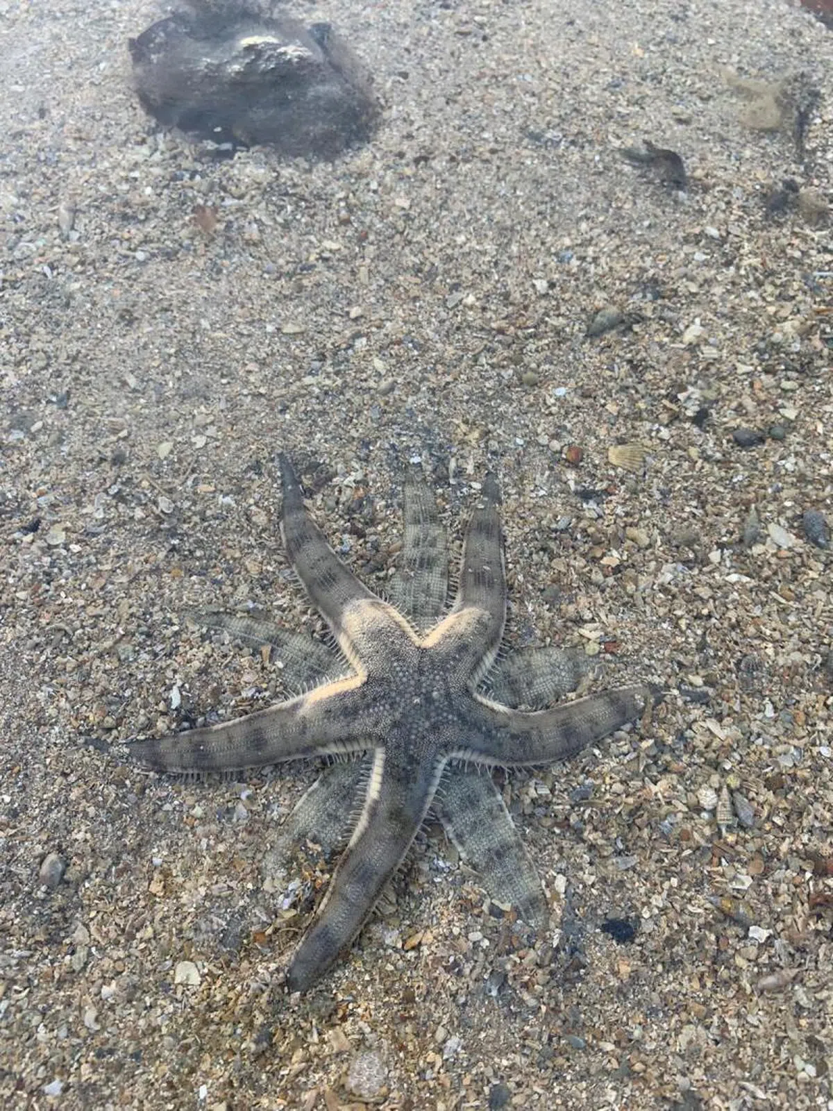  海星。（叶孝忠摄） 