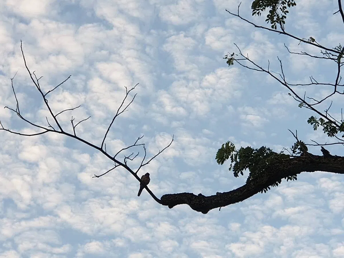  （取自Benjamin Bong面簿） 