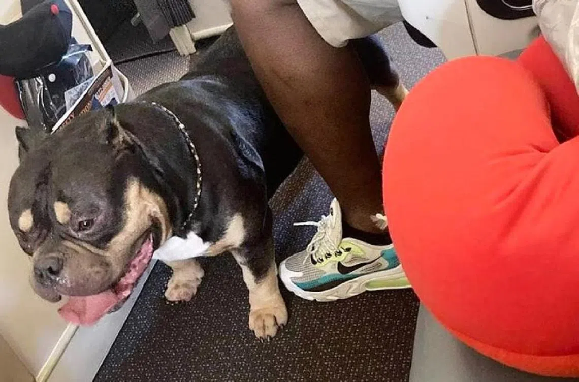 新西兰一对夫妇申诉，他们今年6月的一次飞行体验，因隔座的一只狗儿而受影响。（互联网）