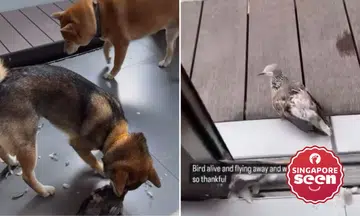 Insurance agent responds to accusations of letting pet dogs attack pigeon and 'laughing about it'