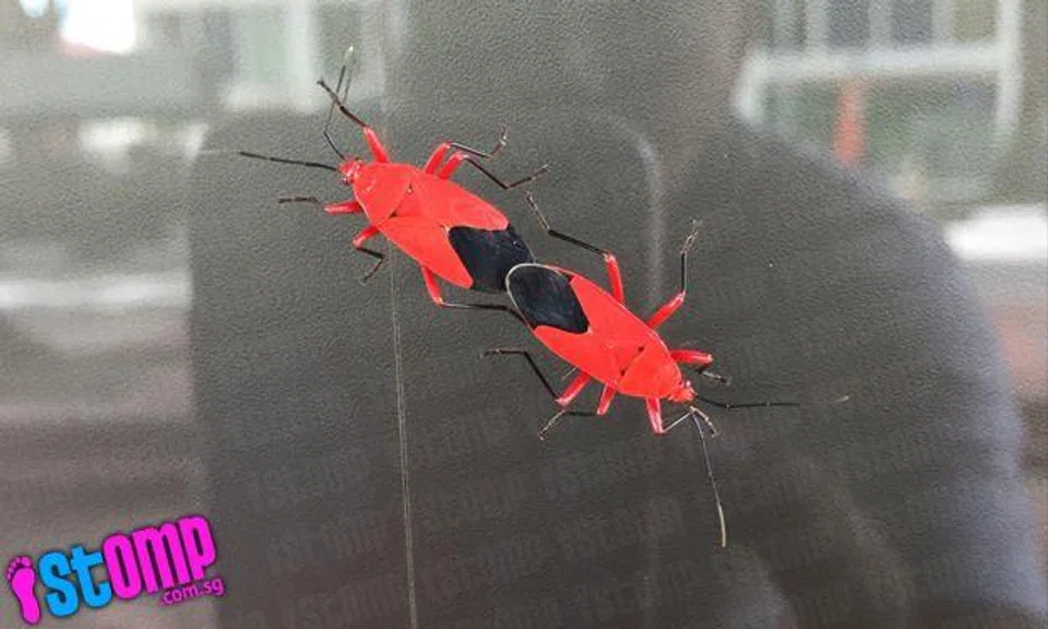 How weird! What are these black and red cockroach-like insects at Katong Plaza?