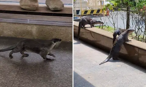 'New management'? Otters spotted dashing through Khatib MRT station