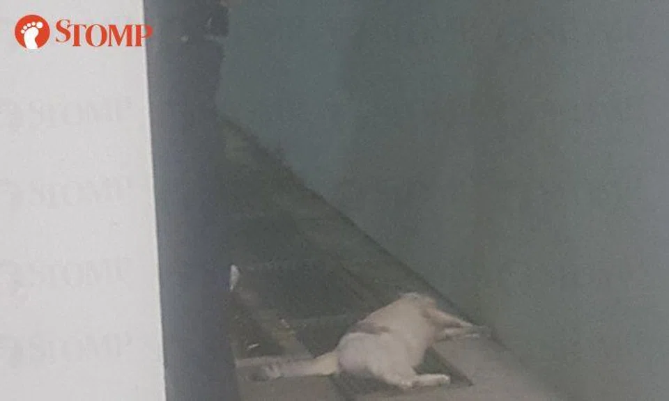 Dead cat found in drain of Jalan Kayu block, 3rd case so far
