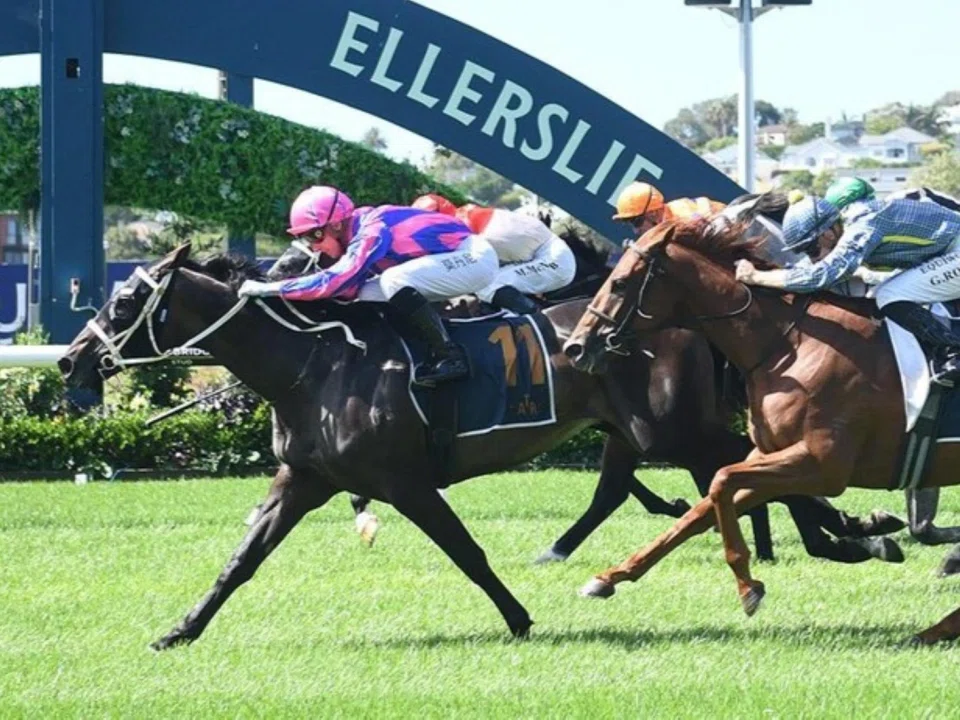 Melbourne hoop Daniel Moor guiding Australian visitor Thedoctoroflove to a stirring win in the Group 2 Avondale Guineas (2,100m) for trainers Trent Busuttin and Natalie Young at Ellerslie in New Zealand on Feb 8. 
