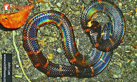 Man in forest spots 'curly stick' that starts to glow, is stunned by once-in-a-lifetime encounter