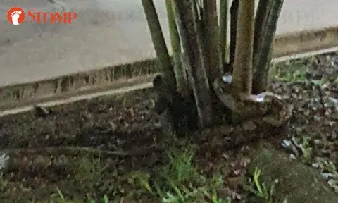 Python makes wild appearance in Yishun at 2am 