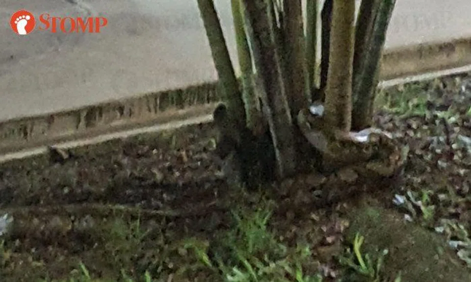 Python makes wild appearance in Yishun at 2am 