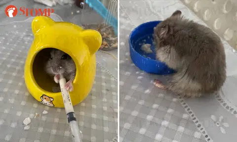 Woman's elderly hamster goes missing at Ghim Moh hawker centre: It needs special care