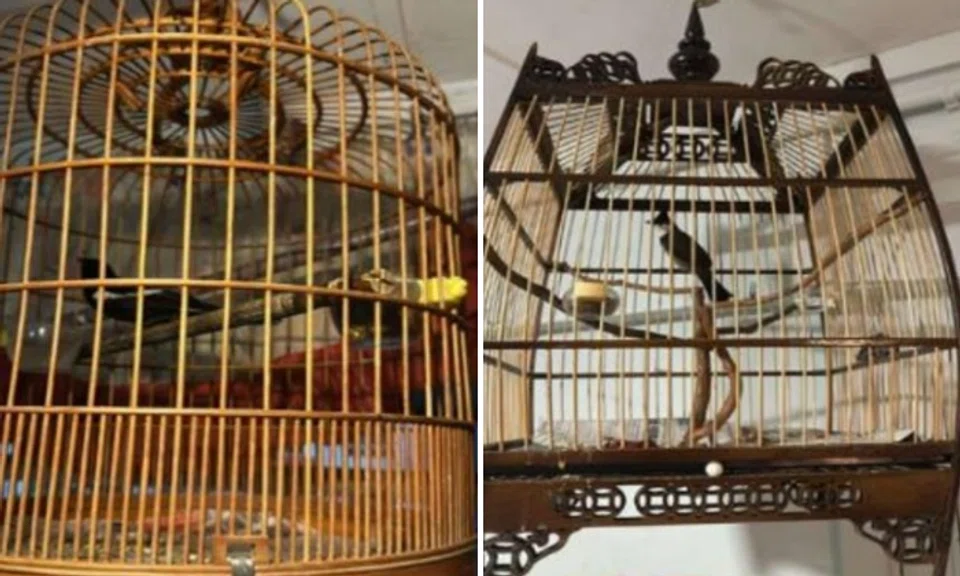 Birds, cages and cash amounting to about $7,200 were purportedly stolen.